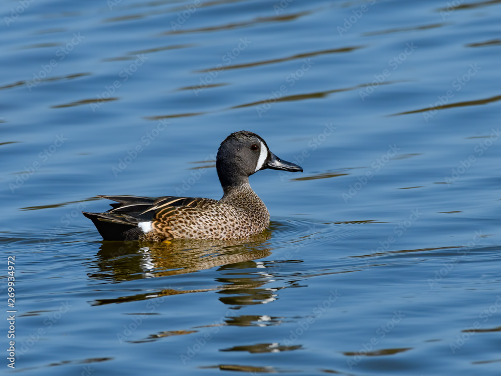 Male Blue-winged Teal Swimming in Blue Water Male Blue-winged Teal Swimming in Blue Water