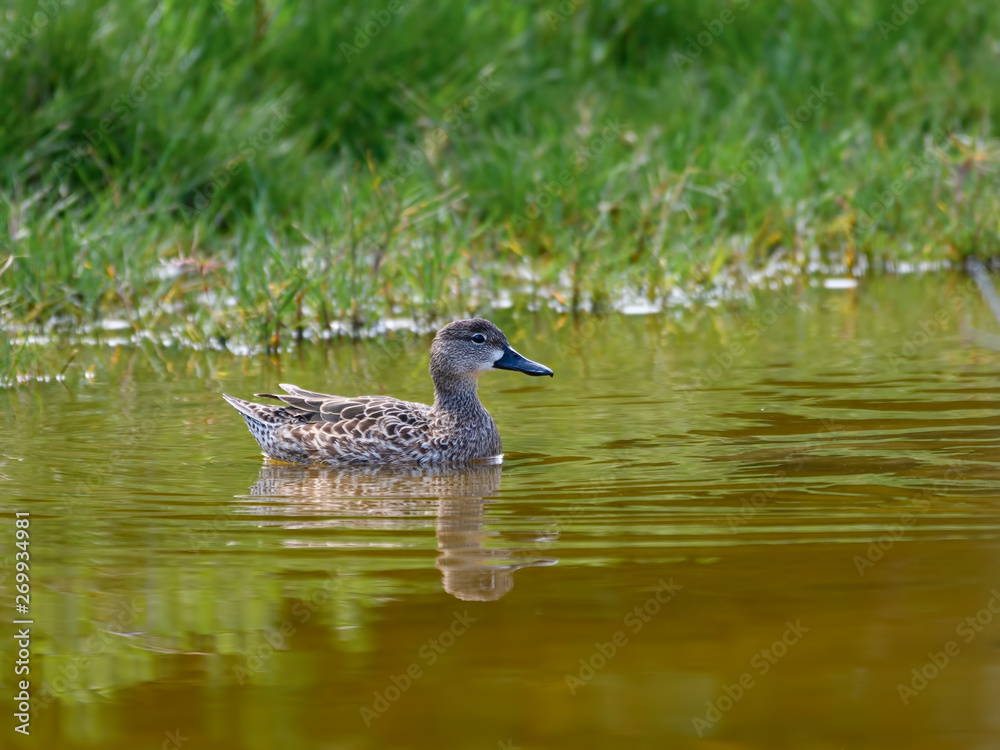 Female Blue-winged Teal with Reflection Swimming in Green Water Female Blue-winged Teal with Reflection Swimming in Green Water