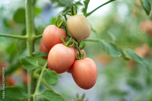 Tomatoes that are cultivate...