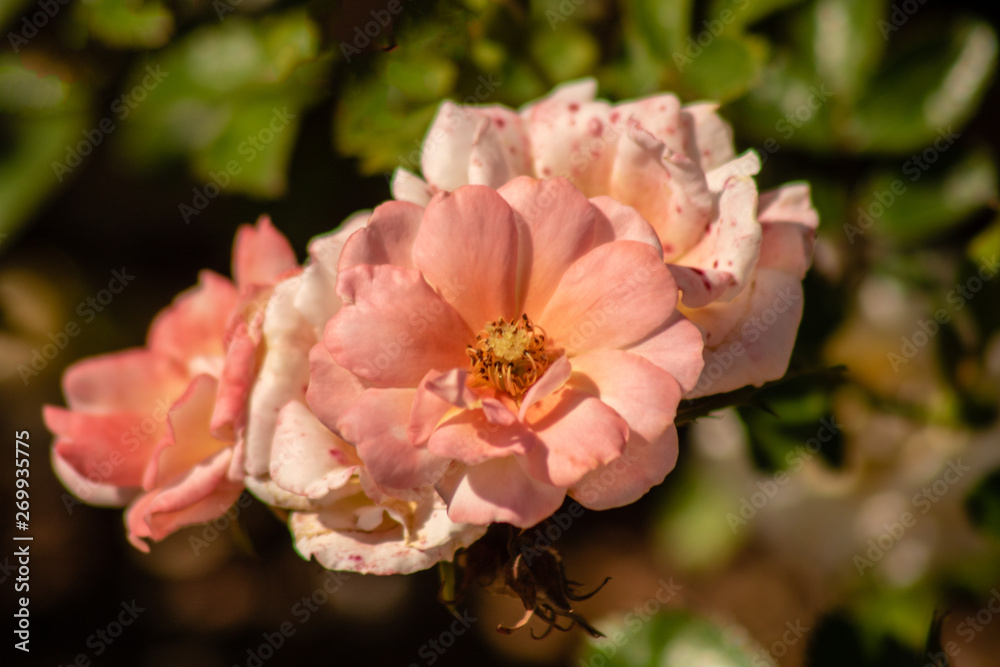 Obraz premium Pink roses