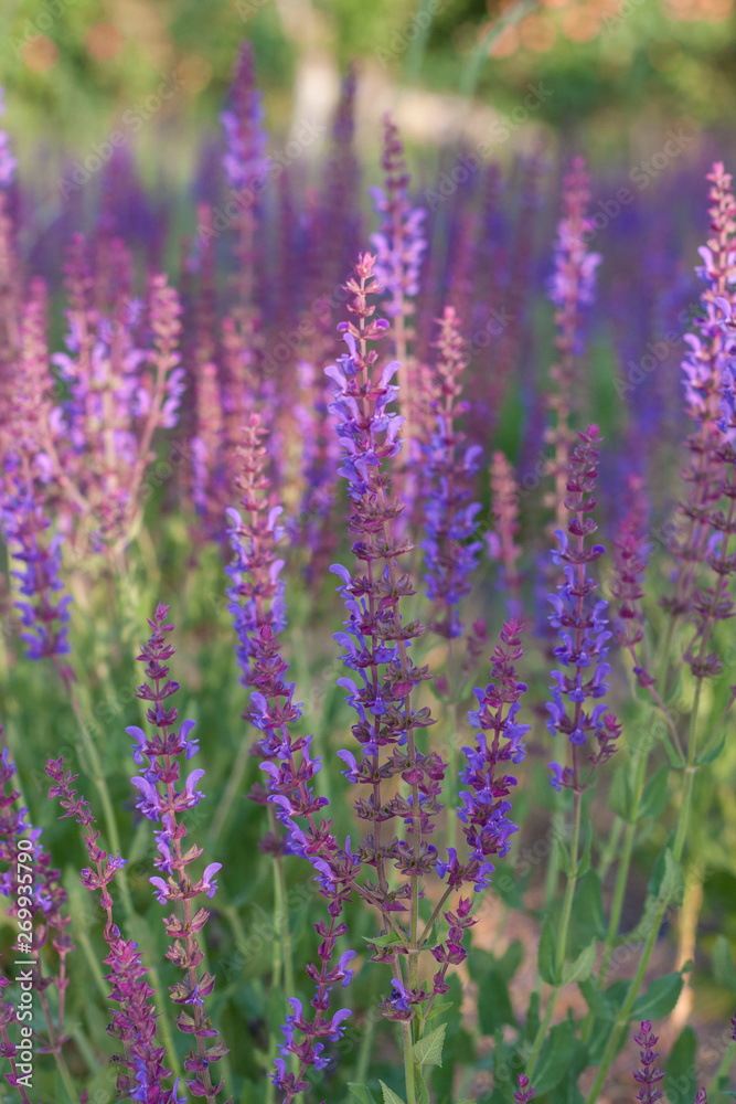 Outdoor spring, blooming purple sage, backlit closeup，Salvia nemorosa