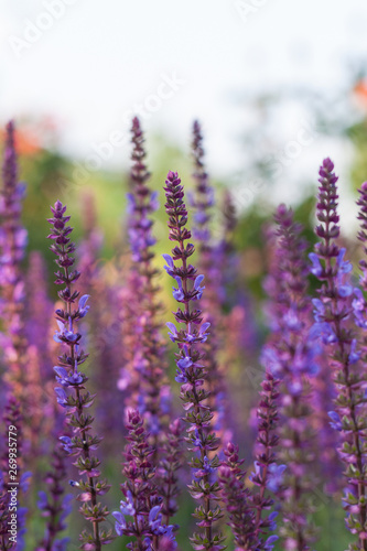 Outdoor spring  blooming purple sage  backlit closeup   Salvia nemorosa