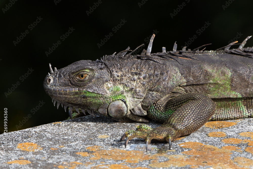 Brown and green iguana close up with bright orange eye is resting on a gray and peach-colored concrete slab. Brown and green iguana close up with bright orange eye is resting on a gray and peach-colored concrete slab.