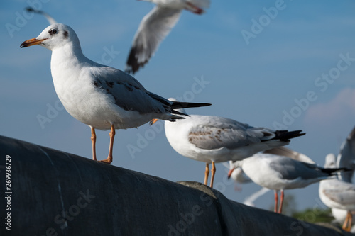 seagull on the wall