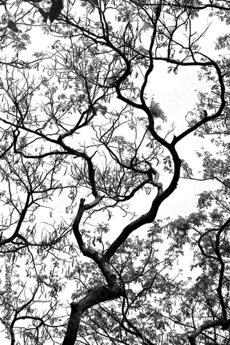 Realistic tree silhouette black and white (Vector illustration)