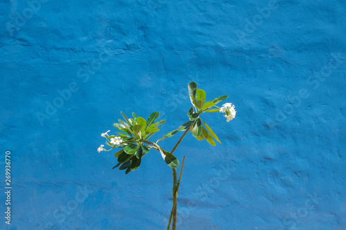 Tree on Blue Wall