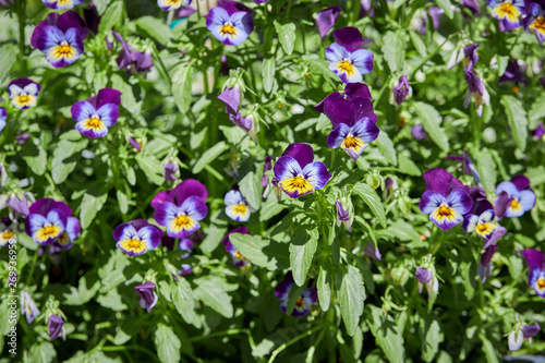 Viola Tricolor in a garden