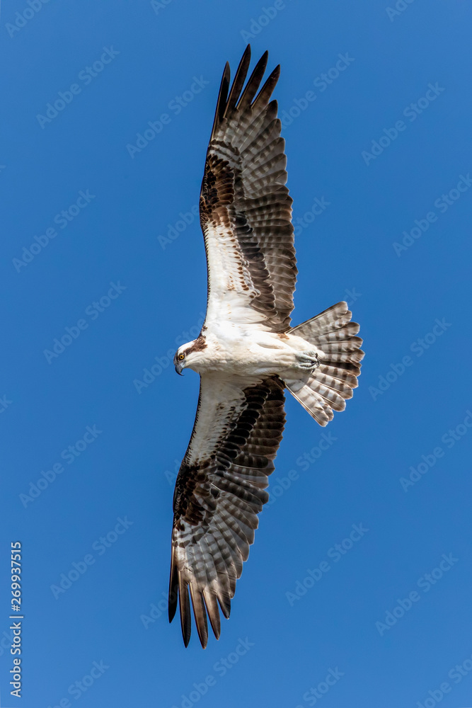 Fototapeta premium Osprey Soars Above Against a Deep Blue Sky