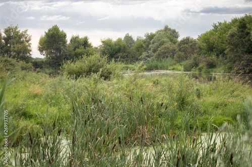 Panorama of the swamp with a lot of plants