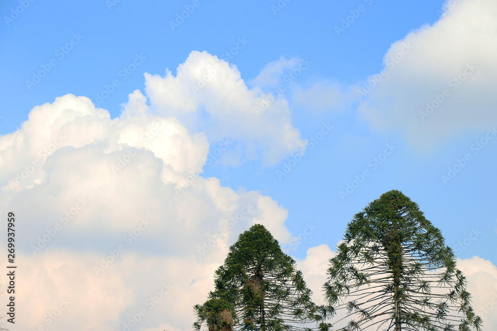 trees and blue sky