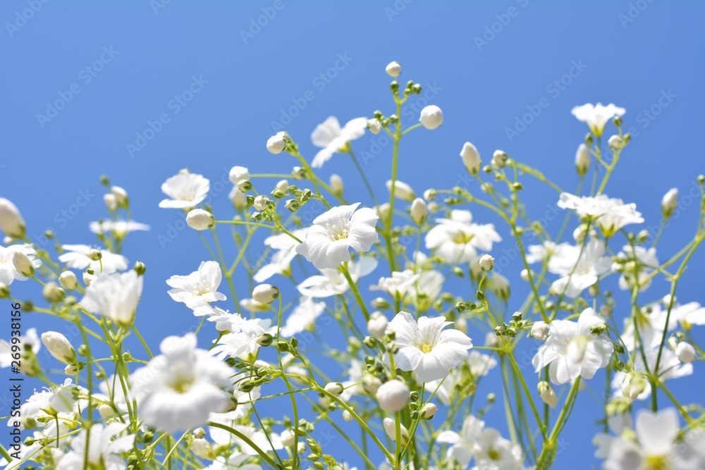 可愛い小花 白い花 カスミソウ 家庭園芸イメージ素材 青空 Stock 写真 Adobe Stock
