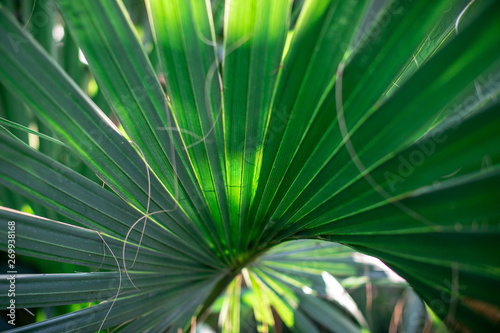 leaf of palm tree 