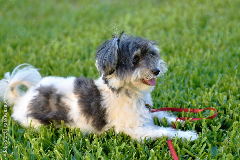 Very cute 2 year old female havanese is laying on green grass and watchning owner ready to play Very cute 2 year old female havanese is laying on green grass and watchning owner ready to play