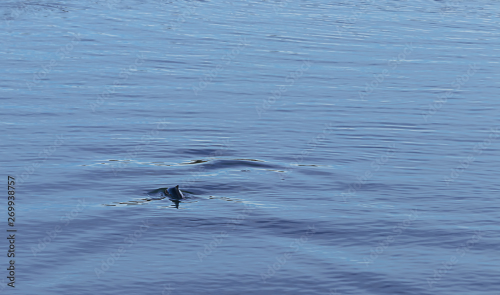 ripples in water show dolphin rising to surface of puget sound