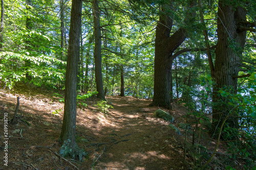 Shady path through the woods