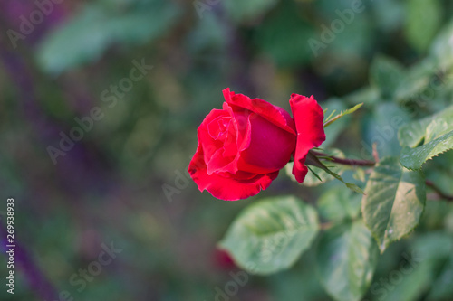 Outdoor spring  red roses blooming  Chinese rose