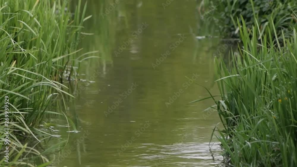 A pathway in between some greenery in a lake. A pathway in between some greenery in a lake.