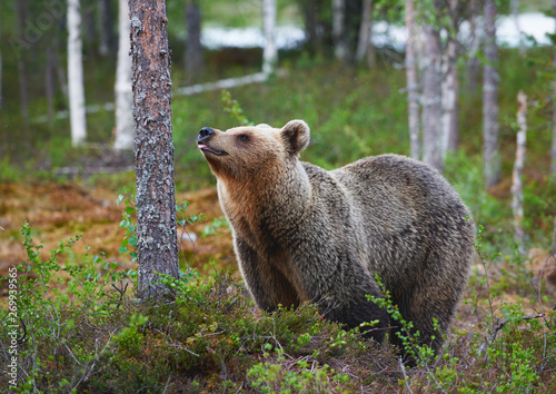 Brown Bear (Ursus arctos) photographed in the finnish taiga.