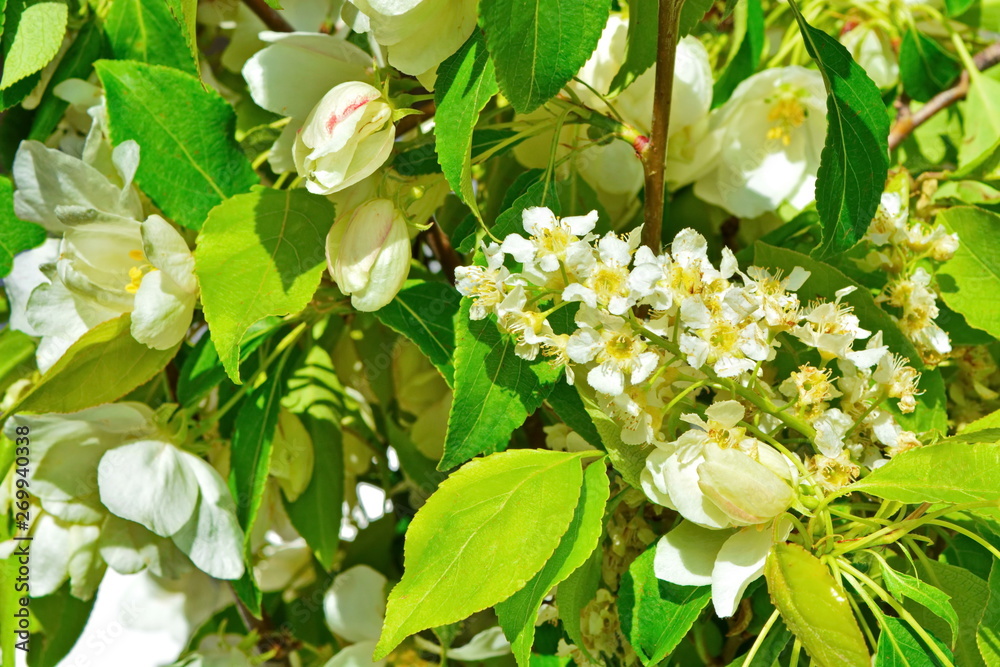 Lush white spring bouquet of flowering branches of cherry and Apple and young green leaves of the tree. Background