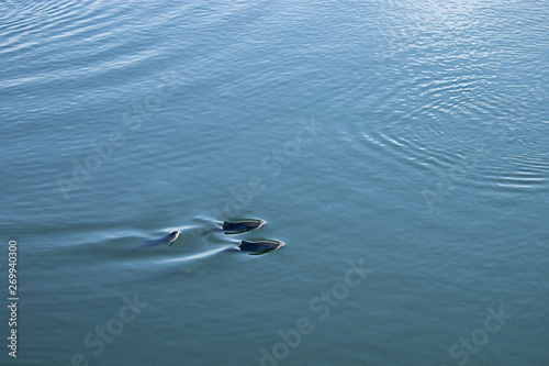 small family group of dolphins swim in clear blue waters of puget sound