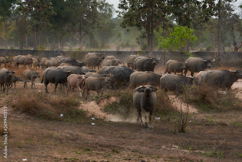 Group Of Thai Bufflo.