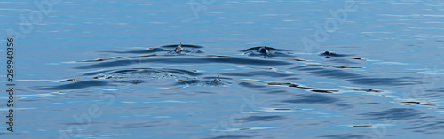 group of dolphins swim away in puget sound © Taya