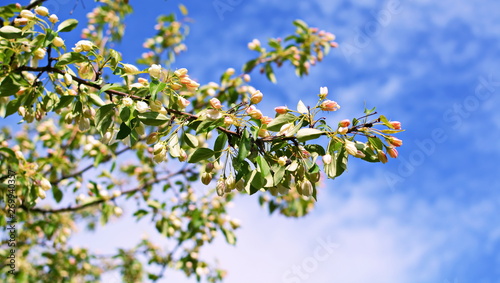Blooming Apple tree branch with white pink flowers and young green leaves on a blurred background of blue sky with clouds in bright sunny day.