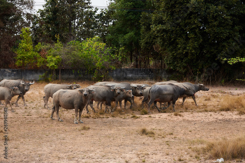 Group Of Thai Bufflo.