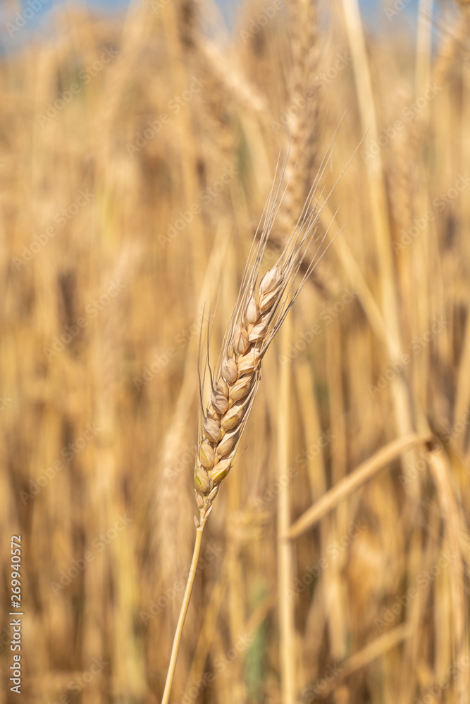 Beautiful wheat field during harvest time, background Beautiful wheat field during harvest time, background