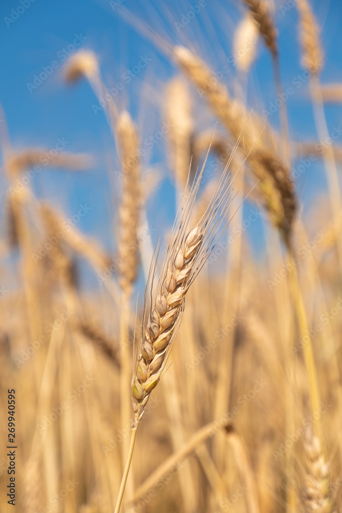 Beautiful wheat field during harvest time, background Beautiful wheat field during harvest time, background