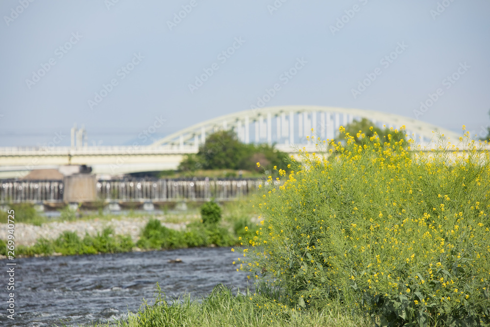 Fototapeta premium 日本 風景 自然