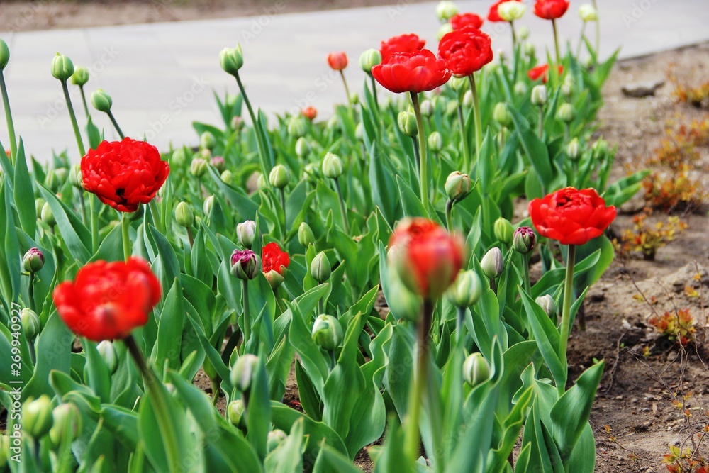 Fototapeta premium lots red tulips. spring in an urban environment