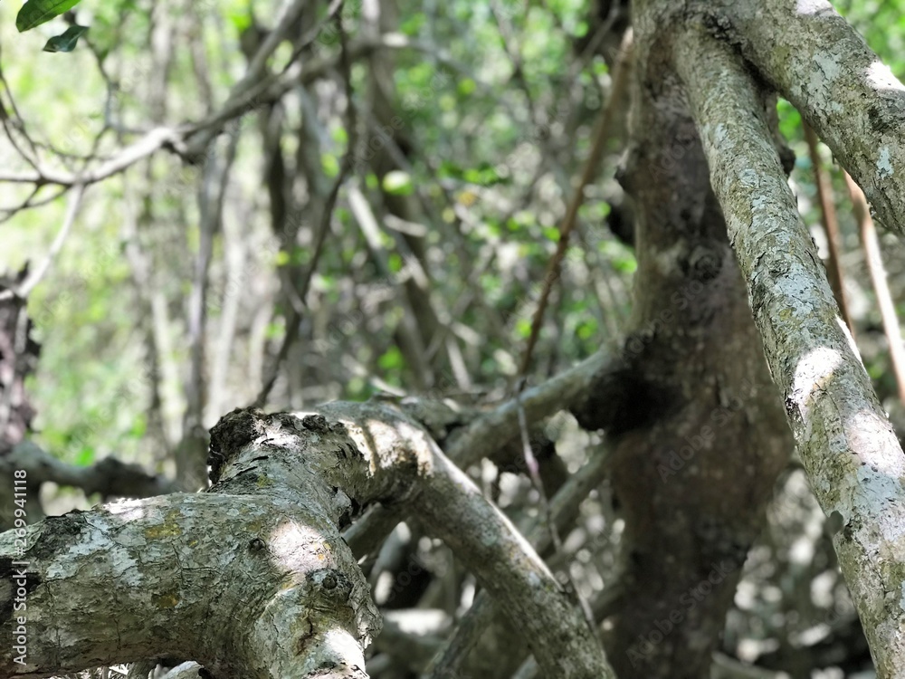 corteza de árbol No. 17