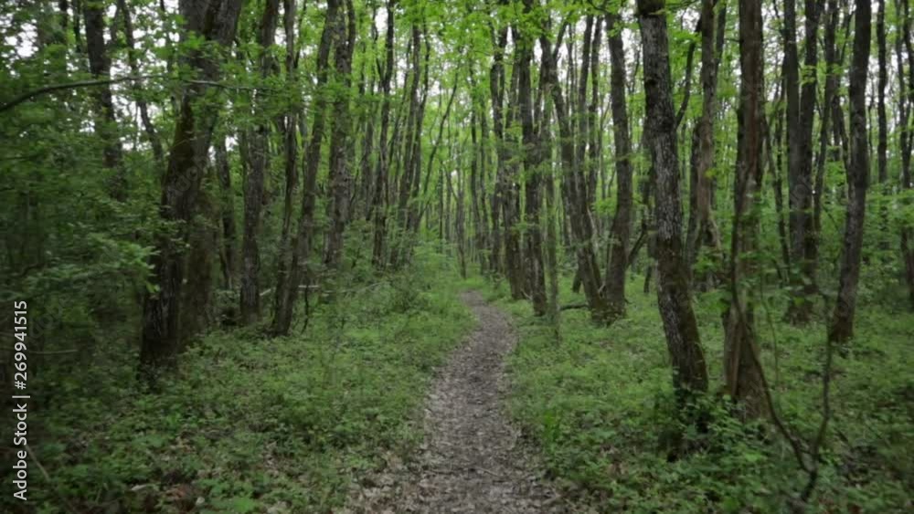 quiet forest path with nobodyin empty quiet woodlands, dolly in eye level shot wide angle quiet forest path with nobodyin empty quiet woodlands, dolly in eye level shot wide angle