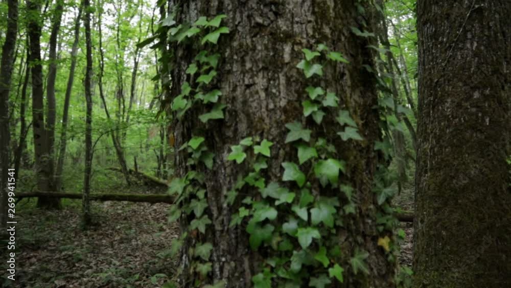 vines on large tree trunk in calm forest, arc shot going left, medium close-up vines on large tree trunk in calm forest, arc shot going left, medium close-up