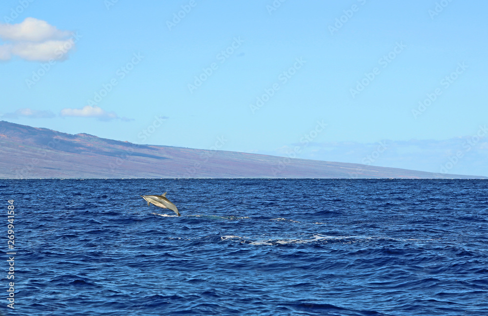 Naklejka premium Wild dolphin - Hawaii