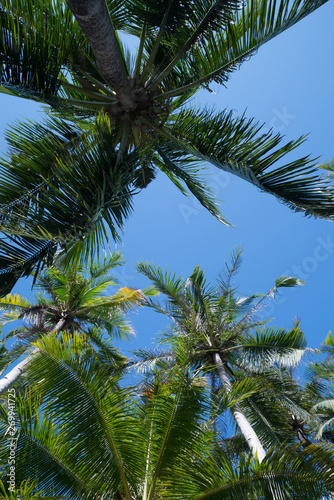 Palm tree and sky © Tom