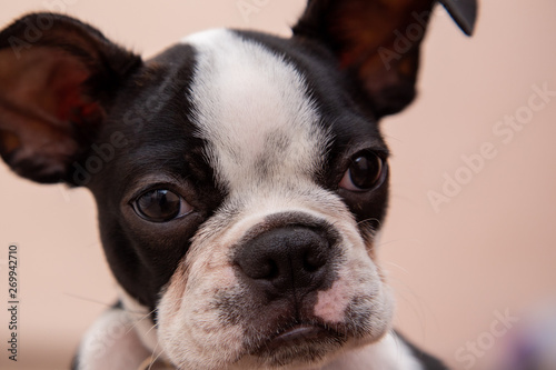 Fototapeta Naklejka Na Ścianę i Meble -  Boston terrier puppy dog