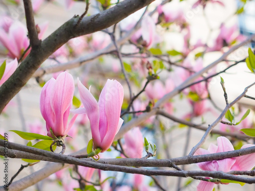 Magnolia flowers in the park beside the city streets.