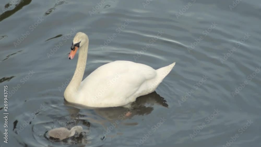 Swan with cygnet on the river Swan with cygnet on the river
