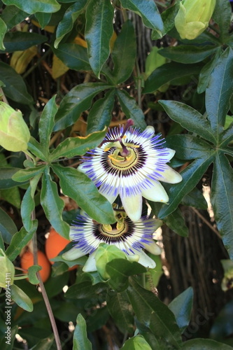 Fleur bleue et blanche