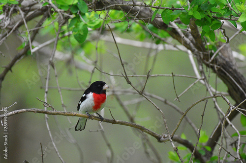 Rose-breasted Grosbeak resting on a branch