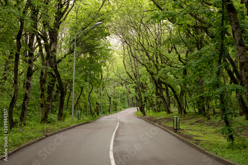 The road in the forest, leaving for turn. Large trees surround the road.