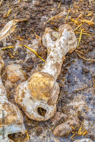 Bones of a dead animal isolated against a muddy and dirty ground