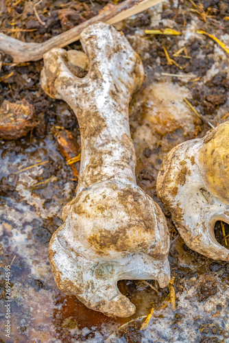 Close up view of old and rigid bone of a dead animal © Jason