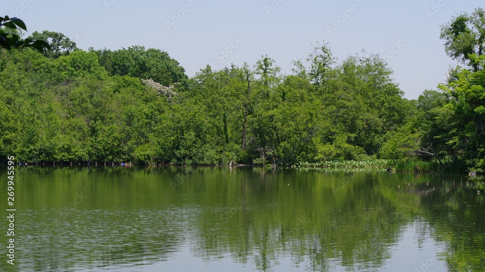 Fototapeta premium 石神井公園の風景
