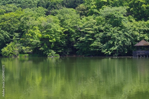 石神井公園の風景