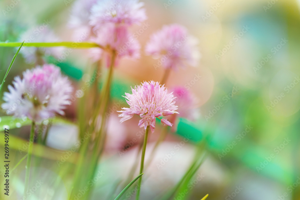 Flowers Flowers
