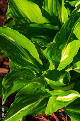 Green and white hosta plants. Hosta plants on a sunny day. Sunlit hosta plant on a summers day.