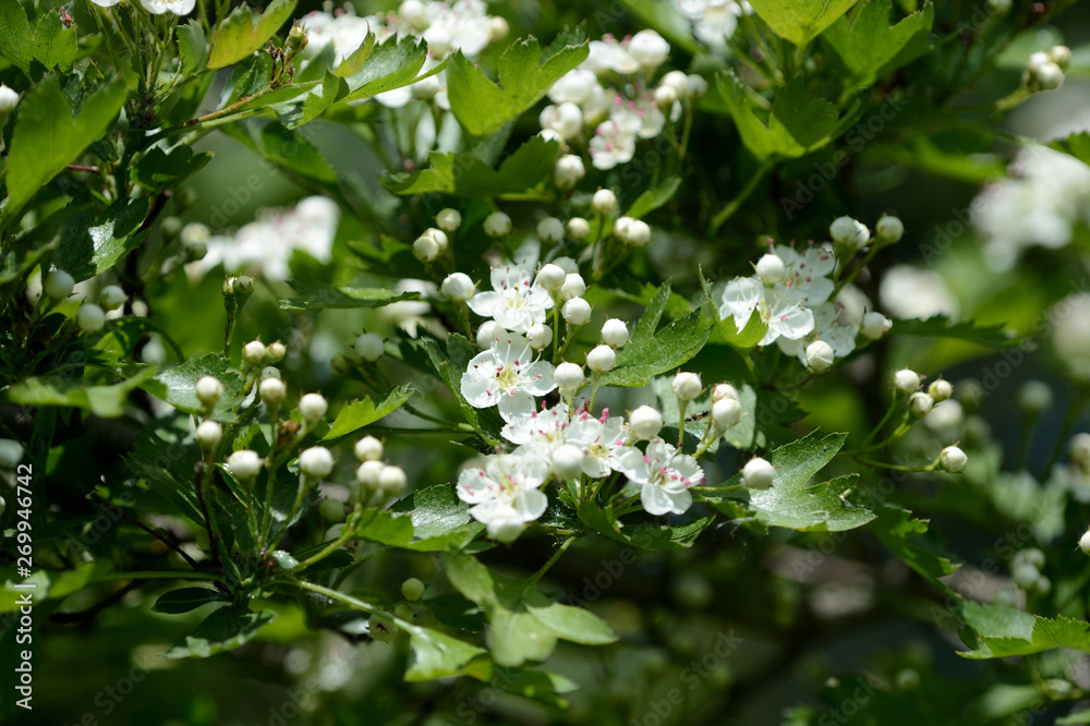 Hawthorn flowers in the forest on a bright sunny day Hawthorn flowers in the forest on a bright sunny day